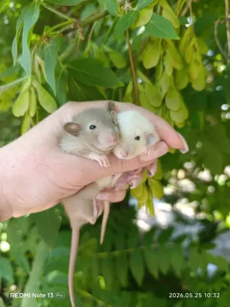 Мальчики и девочки Дамбо Донецк