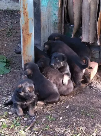 Щенки мамы овчарки в добрые руки Донецк