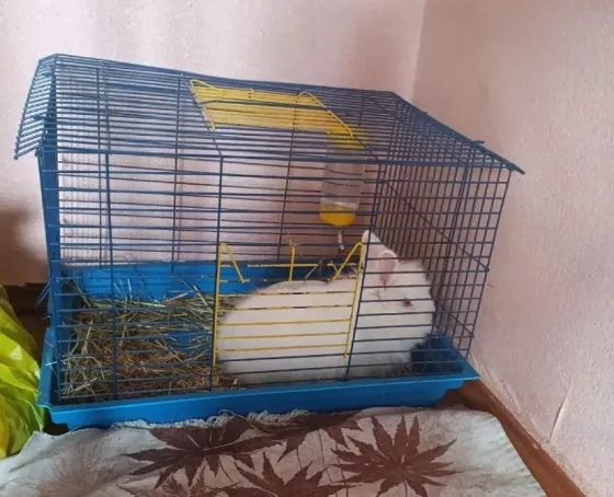 Продам кролика с клеткой 3500 Донецк