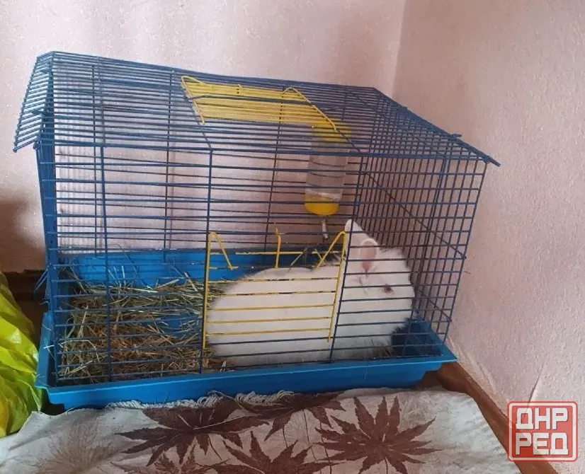 Продам кролика с клеткой 3500 Донецк - изображение 1