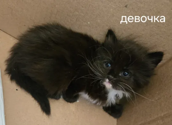 Котёнок Макеевка