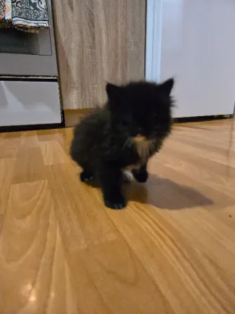 Котёнок Макеевка