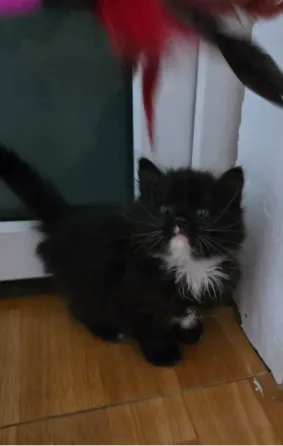 Котёнок Макеевка