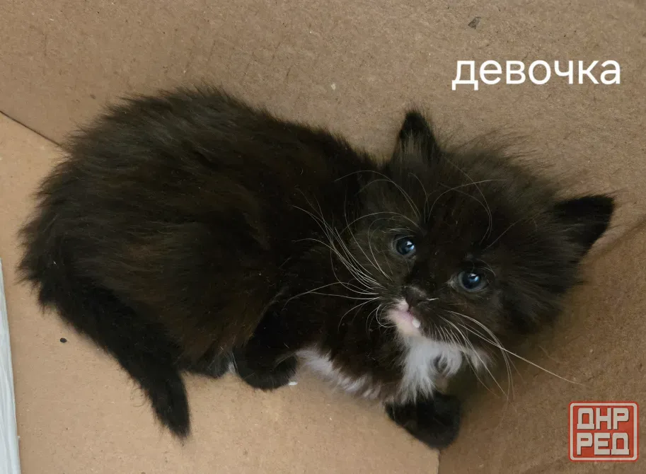 Котёнок Макеевка - изображение 3