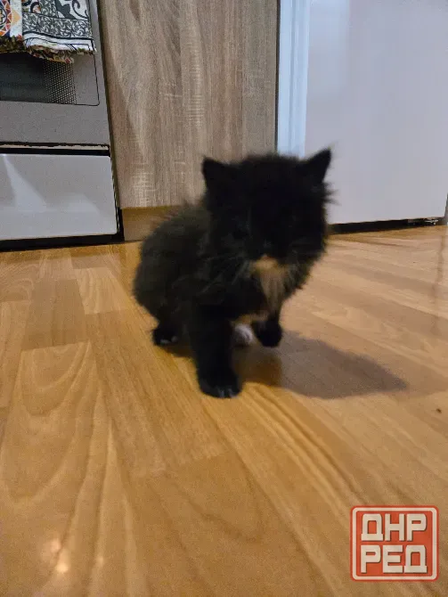 Котёнок Макеевка - изображение 2