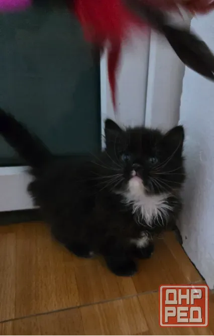 Котёнок Макеевка - изображение 1