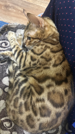 Бенгальская кошка 8 мес Донецк