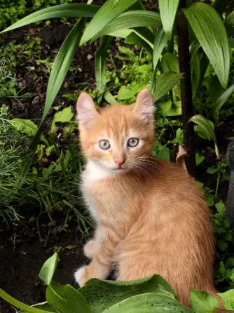 Продам котят породы Американский керл Донецк
