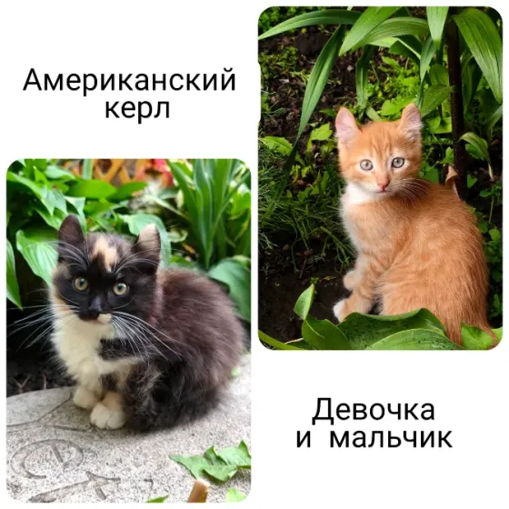 Продам котят породы Американский керл Донецк