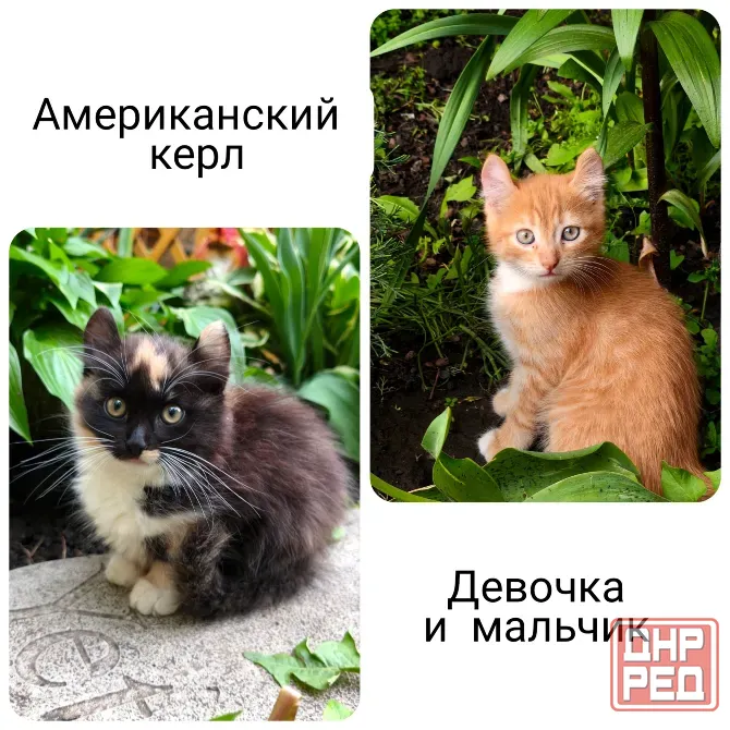 Продам котят породы Американский керл Донецк - изображение 1