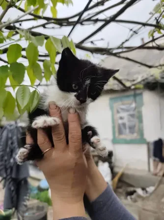 котята Донецк
