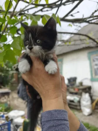 котята Донецк