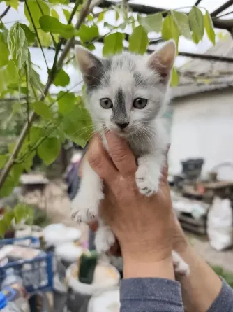 котята Донецк
