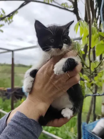 котята Донецк
