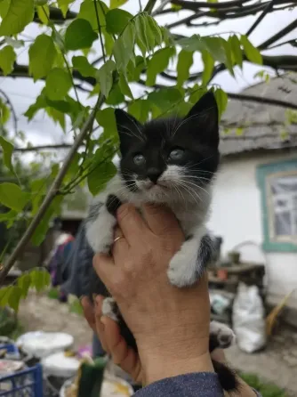 котята Донецк
