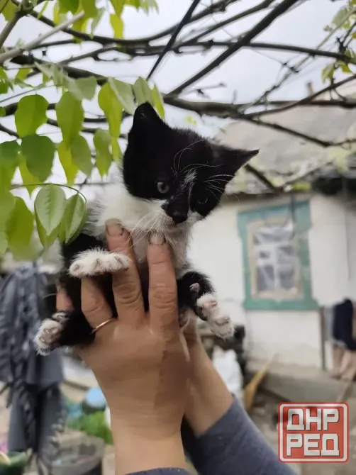 котята Донецк - изображение 5