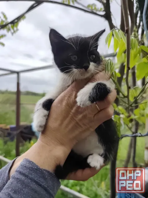 котята Донецк - изображение 3