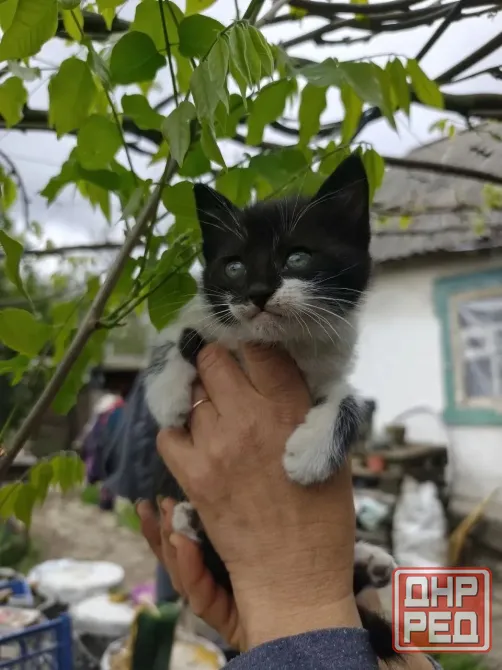 котята Донецк - изображение 4