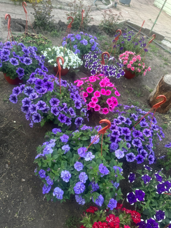 Петуния и многое другое Докучаевск