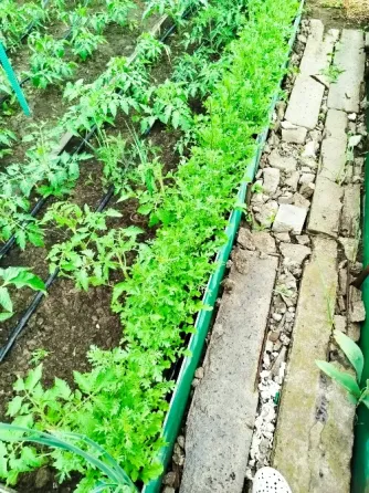 Рукола Донецк