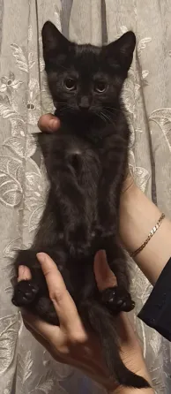 Ищут семью весëлые котята Донецк
