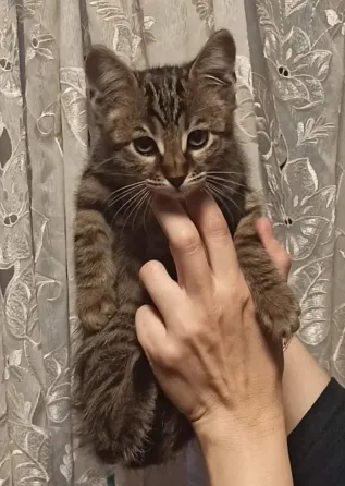 Ищут семью весëлые котята Донецк