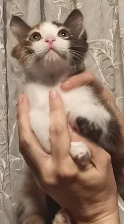Ищут семью весëлые котята Донецк