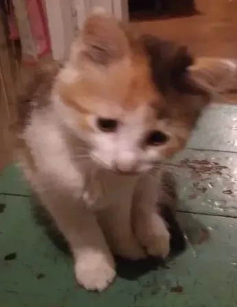 Отдам котят в добрые руки Донецк