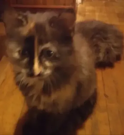 Отдам котят в добрые руки Донецк
