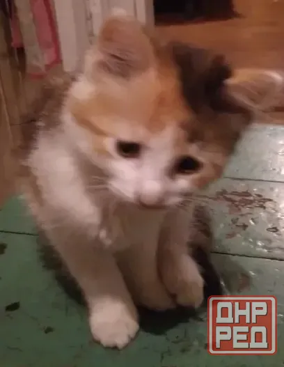 Отдам котят в добрые руки Донецк - изображение 3