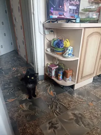 Отдам кота Донецк