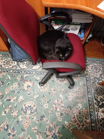 Отдам кота Донецк