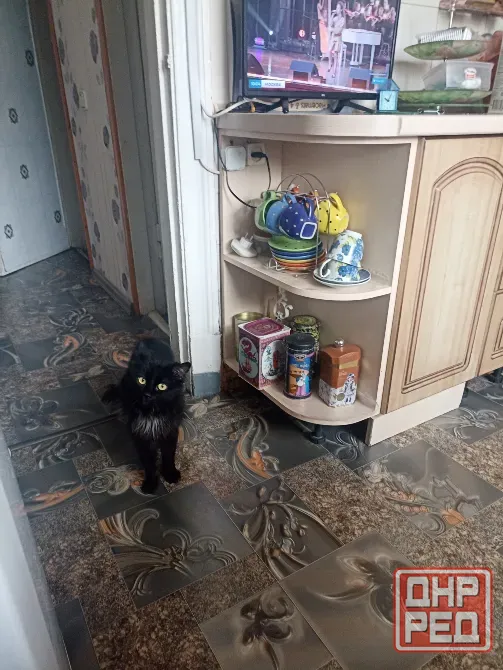 Отдам кота Донецк - изображение 1