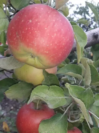 Продам дом Иловайск