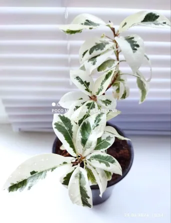 Фикус Ficus microcarpa albomarginata Макеевка