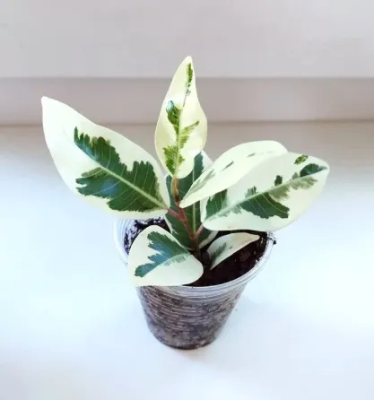 Фикус Ficus microcarpa albomarginata Макеевка