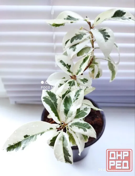 Фикус Ficus microcarpa albomarginata Макеевка - изображение 1