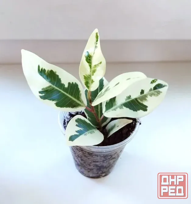 Фикус Ficus microcarpa albomarginata Макеевка - изображение 2