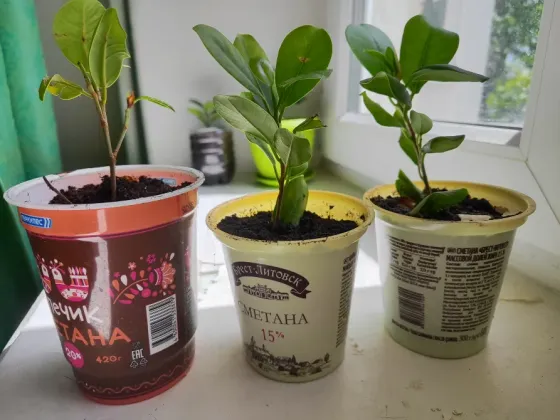 Продажа фикуса Донецк