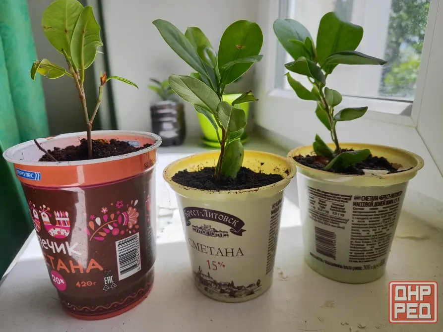 Продажа фикуса Донецк - изображение 1