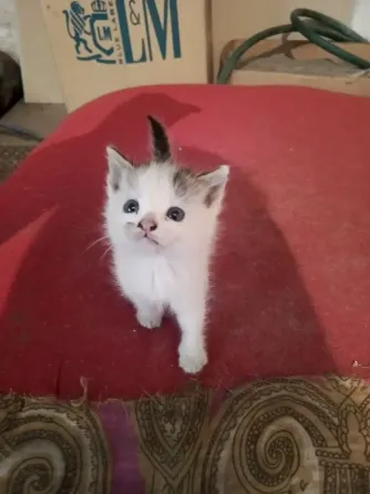 Котята в добрые руки! Макеевка