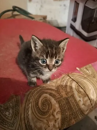 Котята в добрые руки! Макеевка