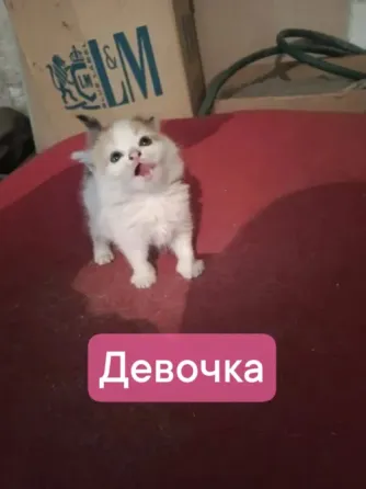 Котята в добрые руки! Макеевка