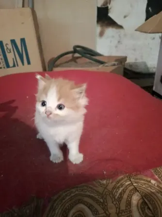 Котята в добрые руки! Макеевка