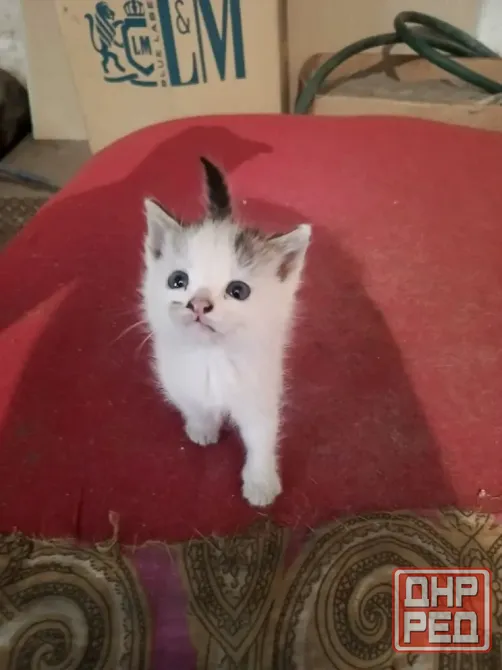 Котята в добрые руки! Макеевка - изображение 3