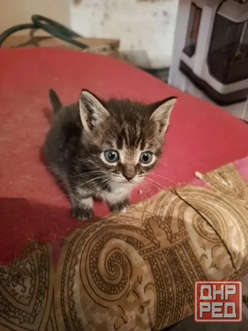Котята в добрые руки! Макеевка - изображение 4