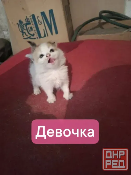 Котята в добрые руки! Макеевка - изображение 1