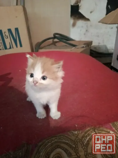 Котята в добрые руки! Макеевка - изображение 2