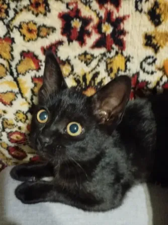 Котенок в добрые руки! Макеевка