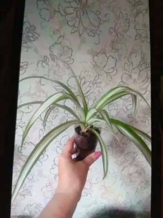 Хлорофитум Гавайский комнатный. Донецк